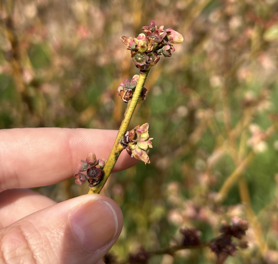 Old frost damage on blueberries.